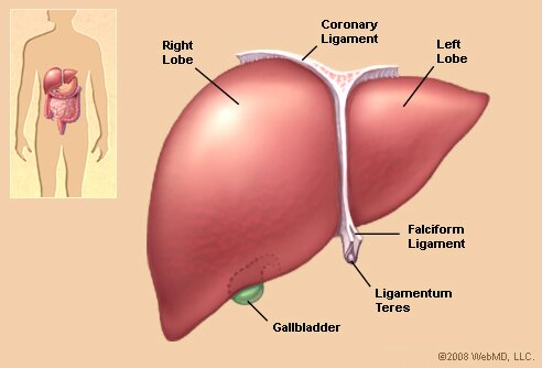 liver illustration