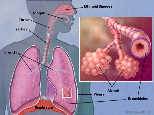 Lungs AnatomyPage2